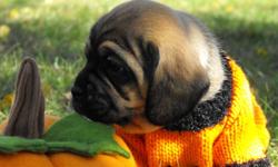 If you want a puggle with lots of wrinkles...we've got them!  1st generation male and female puggles available from purebred parents. Puppies are family raised and will be dewormed twice and have age appropriate vaccinations before leaving for their new