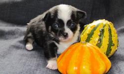Hi there, I am a Pomchi Breeder in Chilliwack.
We just had our first litter of puppies!
2 boys and 2 girls, These little babies are a must see!
 
We also have a video!
  http://www.youtube.com/watch?v=Zz8x-ZjEnQA&feature=youtube_gdata
Our user name is