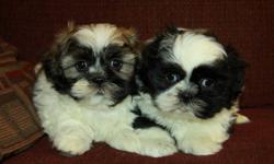 Adorable little Shih Tzu puppies! Only males left! Shih Tzu?s are small lap dogs that are highly social and love to be around their families. They are great with kids and make excellent family pets. These pups will mature around 12lbs fully grown; have