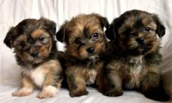 2 Adorable Shorkie Girls available. They were born Septemeber 16. Their father is an 7lb CKC Yorkie and their Mother is an 9lb AKC Shih Tzu. They will be vet checked and up to date with shots. These girls are well socialized with young children and other