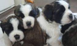 Five cuddly st bernard pups for sale!
2 females and 3 males raised on a farm; both parents get along great
with other animals and children; father and mother are on site.
These pups will be 3x dewormed, have their first shots and vet checked.
St Bernards