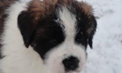 2 females and 3 male puppies for sale!
Saint Bernards are known for their gentle temperament and social personalities!
Pups are raised on a farm with kids; parents are great with other animals such as, chickens, cats, rabbits etc. Mother and father are
