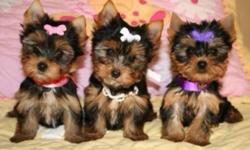 I have Adorable yorkies for sale, small tiny sizes 5-6lbs once fully grown. (male and female) Ready to go now. They are non shedding, hypoallergenic, really playfull and full of energy, we have given them lots of love and affection.
They were checked by a