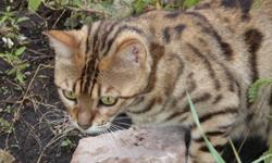 Pure Bengal Female with arrow headed spot, fine features, distict markings and has beautiful kittens. pics of her and her litter.  Personal situation having to sell.  She is intact/not fixed. is both trained to go outside or litter inside. excellent