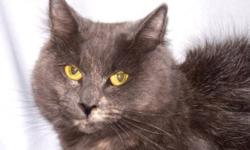 Breed: Domestic Medium Hair-gray
 
Age: Adult
 
Sex: F
 
Size: M
This beautiful girl is Hope and she is absolutely stunning! She's about as pretty as they come and she is hoping she won't have to wait very long for a real home of her own. Don't make her
