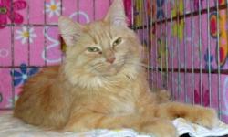 Breed: Domestic Medium Hair
 
Age: Adult
 
Sex: F
 
Size: M
 
View this pet on Petfinder.com
Contact: Winnipeg Pet Rescue Shelter | Winnipeg, MB