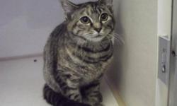 Breed: Domestic Short Hair-gray Tabby - Grey
 
Age: Adult
 
Sex: F
 
Size: M
Amber came to the shelter as a stray trying to get out of the cold. Now that she is warmer you can definitely tell that she feels much better. She loves treats and loves to