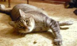 Breed: Domestic Short Hair - brown
 
Age: Adult
 
Sex: F
 
Size: M
Collette is a lovely brown tabby who was recently rescued from a high-kill shelter where she was marked for euthanasia. Her age is estimated to be between 6 and 9 years of age. Collette