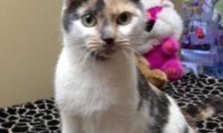 Breed: Domestic Short Hair
 
Age: Adult
 
Sex: F
 
Size: S
KT
2 Year Old Female
Domestic Short Haired
KT is a sweet girl who loves being around people and being petted.
 
View this pet on Petfinder.com
Contact: Homeward Bound City Pound | Dartmouth, NS