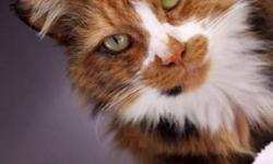 Breed: Calico
 
Age: Adult
 
Sex: F
 
Size: M
 
View this pet on Petfinder.com
Contact: NS SPCA Metro Shelter | Dartmouth, NS