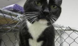 Breed: Tuxedo
 
Age: Adult
 
Sex: F
 
Size: M
Jenny has returned to SCAT because her family had to move. Her charming personality remains intact, but she has put on a few extra ounces over the years. A chatty lady, she is also shy at first meeting but
