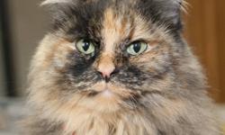 Breed: Tortoiseshell
 
Age: Adult
 
Sex: F
 
Size: M
Mimi was recently returned to the shelter when her owner was forced to give her up. She is very affectionate but does not appreciate tummy rubs or excessive handling. Mimi is an excellent mouser and has