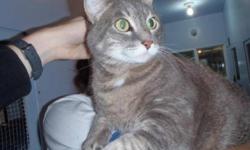Breed: Tabby - Grey Domestic Short Hair-gray
 
Age: Adult
 
Sex: F
 
Size: M
Adele was left behind when her family moved away. She is super friendly and cuddly. She's make a great addition to any home.
 
View this pet on Petfinder.com
Contact: Countryside