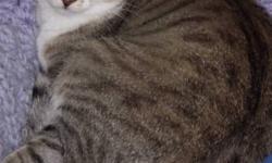Breed: Tabby - white
 
Age: Adult
 
Sex: F
 
Size: M
Miss May is a 4 year old spayed female. Miss May came in April 2009. She is full of personality and very playful. She would do well in a home with no small children as she likes to nip and can play