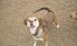 Breed: Beagle Pug
 
Age: Adult
 
Sex: F
 
Size: M
I am very new. So far love people!! Keep checking for updates.
Hi my name is Pixie. I am a very cute, energetic young girl. I seem to do alright on a leash, once we get going. One thing I love is TREATS! I