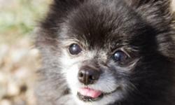 Breed: Pomeranian
 
Age: Adult
 
Sex: F
 
Size: S
Bella is a 10 year old Pomeranian. She is a pretty easy dog to live with. She loves to cuddle on the couch and doesn&#8217;t make a peep when in the kennel at night or when her foster mom has to go out.
