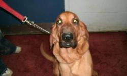 Breed: Bloodhound
 
Age: Adult
 
Sex: F
 
Size: L
FOSTER OR FOREVER HOME NEEDED!
Stephanie and Cody (who you can see on our website) lost their home through no fault of their own. Unfortunately their previous owner lost his home and is living in his van