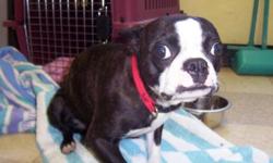 Breed: Boston Terrier
 
Age: Adult
 
Sex: F
 
Size: S
Zowie is a very shy girl, so far she doesnt do much but hide in her crate. She came to us as a stray. Our vet has not seen her yet, but we feel she may be around 2-3 years old. Zowie loves to snuggle.