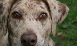 Breed: Catahoula Leopard Dog
 
Age: Adult
 
Sex: F
 
Size: M
***Aug 15th - Maya would love a rather quiet home with adults who love to walk and play ball. A fenced yard is a must with her for adequate play time, and walks on leash or long line will keep