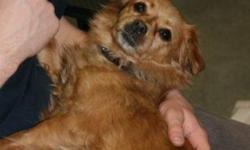 Breed: Chihuahua Pomeranian
 
Age: Adult
 
Sex: F
 
Size: S
Sisco is a 6 year old Chihuahua/Pomeranian cross amd is 6 years old. She is red in colour.
 
View this pet on Petfinder.com
Contact: Shelter of Hope Animal Services | Cobourg, ON