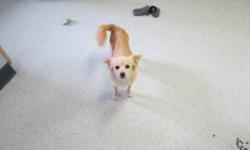 Breed: Chihuahua Pomeranian
 
Age: Adult
 
Sex: F
 
Size: S
Tini is a female Chihuahua/Pom cross. She was brought into the shelter by someone who claimed to have found her running loose on Loen Avenue. No one has come to claim Ms. Tini, so she is in need