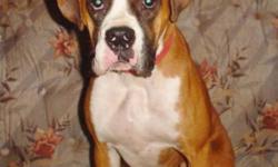 Breed: Boxer
 
Age: Adult
 
Sex: F
 
Size: M
Choocha is a 1yr old purebred Boxer. She is high energy & loveable. Choocha has some basic training & is currently in the H.O.P.E program to continue her training.
Choocha was tested for allergies & is