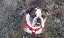 Breed: English Bulldog
 
Age: Adult
 
Sex: F
 
Size: M
Mimi is a 4 year old Bulldog who is bonded with Titan her"brother" They MUST BE adopted as a pair! They are both social dogs and would enjoy a family who is home more often to play and walk them! She