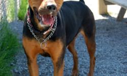 Breed: Rottweiler
 
Age: Adult
 
Sex: F
 
Size: L
Fiona: 4 year old Rottweiler mix, female
I am a beautiful and calm girl, who always seems to look as though I am smiling. I am a bit cautious with new people at first, but once I trust you, you'll see what