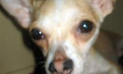 Breed: Chihuahua
 
Age: Adult
 
Sex: F
 
Size: S
Jewel is a gem. She is a tiny girl who is not outdoorsy and would prefer to be carried in a designer bag all day or just spend time on the couch watching fashion shows! She does not like rough play and