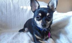 Breed: Chihuahua
 
Age: Adult
 
Sex: F
 
Size: S
Kiki was born May 2009. She is a quiet Chihuahua who could live in an apartment. She is great with the other foster dogs and get along great with kids. When meeting new people she needs time to warm up to