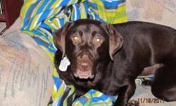 Breed: Labrador Retriever
 
Age: Adult
 
Sex: F
 
Size: L
This dog is being fostered with New Hope Dog Rescue (Saskatoon). If you are interested in adopting please fill our Adoption Application. Meet and greet are by appointment only.
My name is Maggie