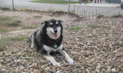 Breed: Husky
 
Age: Adult
 
Sex: F
 
Size: M
Lucky is approximately 6 years old. She was surrendered to us when her family moved into housing that did not allow pets. In that home she lived with another big dog and two cats, so she's used to other