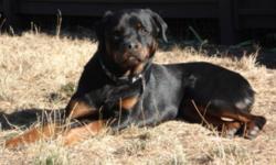 Breed: Rottweiler
 
Age: Adult
 
Sex: F
 
Size: L
Luna is a purebred 4-year-old spayed female Rottweiler. We need only one word to describe her personality: sweetheart. She has a gorgeous coat and is very healthy. Luna gets along with other dogs and she