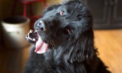 Breed: Newfoundland Dog
 
Age: Adult
 
Sex: F
 
Size: XL
This gorgeous Newf is in the care of NEWF FRIENDS Newfoundland dog rescue -- please direct all inquiries to them via their website www.newf-friends.ca. Please no calls, emails or applications to