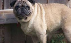 Breed:  Pug
 
Age:  5 yrs old
 
Sex:  F
 
Size:  S
 
My name is Leila and I am 5 years old. Spayed, up to date shots, heart worm tested and de-wormed. I am blind in one eye. But can get around very well!! I was rescued from a puppy mill and I am ready to