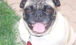 My name is Lilith and I am 5 years old. I have been retired from breeding and found my way to Manitoba Pug Rescue to be spayed, up to date shots, heart worm tested and de-wormed and eventually be adopted by a loving forever family. Could you be that