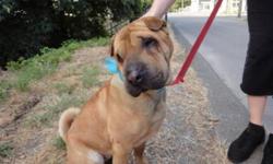 Breed: Shar Pei
 
Age: Adult
 
Sex: F
 
Size: M
Layla is not with TnT Shar-pei Rescue but we hope to help her find her way to a new home by spreading the word about her search!
 
 
Please check her out at the link below, she is at the SPCA in Victoria and