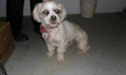 Breed: Shih Tzu
 
Age: Adult
 
Sex: F
 
Size: M
Hi my name is Aura, I had it really good at my home until the new baby came and all of a sudden I had to go because the baby was allergic to me so the doctor said so here I am. I am really avery nice little