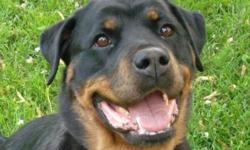 Breed: Rottweiler
 
Age: Adult
 
Sex: F
 
Size: L
Snookie is fully housetrained. She loves people of all ages. She is a big suck. She loves going anywhere with her people. She is great with other dogs but because of her energy she would play best with