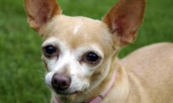 Breed: Chihuahua
 
Age: Adult
 
Sex: F
 
Size: S
ADOPTION FEE APPLIES
Age: Approximately 7.5 years
Sex: Female
Weight: 8.5 lbs
Breed: Tan Chihuahua
Foster Home Location: Omemee/Peterborough
Adoption Fee: $300.00
Temperament: Extremely timid
Spayed and UTD