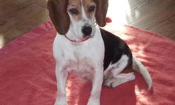 Breed: Beagle
 
Age: Adult
 
Sex: F
 
Size: S
I'm Suzy. I love people, I walk easy on a leash, I don't bother with cats, I like other dogs, I'm crate trained and travel well in a vehicle. I'm ready for 2012 to be a new beginning. I was living in very