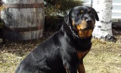 Female Rottweiler for sale!! Rozzy is an American Rottweiler; she was born on July 21, 2008 so she is about 3 Â½ years old. She is updated on all her shots. Rozzy is a real sweetheart and a very relaxed and gentle Rotty. I?m selling her because I am moving
