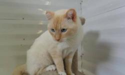 Breed: Siamese
 
Age: Adult
 
Sex: M
 
Size: M
Hi my new name is Caramell, I am a male short hair cream and orange with beautiful saphire blue eyes. I am a very happy and content guy, just need a little attention and my food and water and bathroom