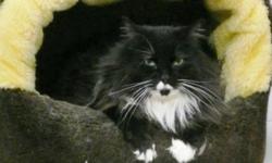 Breed: Domestic Long Hair Tuxedo
 
Age: Adult
 
Sex: M
 
Size: L
Webster is a very handsome, shy, lovable guy. He is sure to fit in with a quiet home, where there is patience and understanding for him to prove what a great guy he truly is. Those big quiet