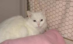 Breed: Domestic Medium Hair-white
 
Age: Adult
 
Sex: M
 
Size: M
Casper the friendly ghost has changed into a cat and is residing at Raps. He still has magic powers and can create peace and harmony in your home, that is, if you give him the opportunity