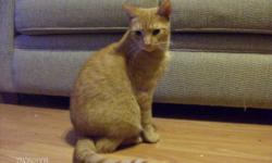 Breed: Domestic Short Hair Tabby - Orange
 
Age: Adult
 
Sex: M
 
Size: M
Bart(holomew) and his brother Zach(ary) were left in a box, on my porch. They were both very thin and had fleas and worms and eye infections.
They have become gorgeous kitties and
