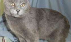 Breed: Domestic Short Hair
 
Age: Adult
 
Sex: M
 
Size: L
Topaz is a neutered male approx 3-4 years old who has seen his share of incidents. He`s had his tail amputated due to an injury that got infected but he seems not to notice this to be an issue.