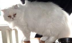 Breed: Persian
 
Age: Adult
 
Sex: M
 
Size: M
Flocon (Snowflake) and Blanche are brother and sister Persian cats and were rescued from under a permanently closed store. Both appeared to have been left there for some time as their eyes were quite dirty