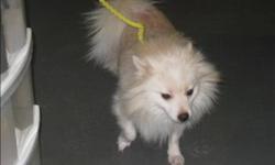 Breed: Pomeranian
 
Age: Adult
 
Sex: M
 
Size: M
Primary Color: Blonde
Age: 2yrs 0mths 0wks
Animal has been Neutered
 
View this pet on Petfinder.com
Contact: BC SPCA Burnaby Branch | Burnaby, BC