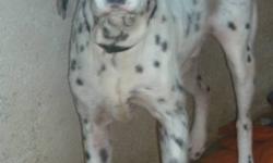 Breed: Dalmatian Hound
 
Age: Adult
 
Sex: M
 
Size: L
J.J. is a rescued Dalmation cross from Central Mexico. We believe he had been owned and was most likely neglected or mistreated. Once you get to know him and he knows you and respects you he is a big
